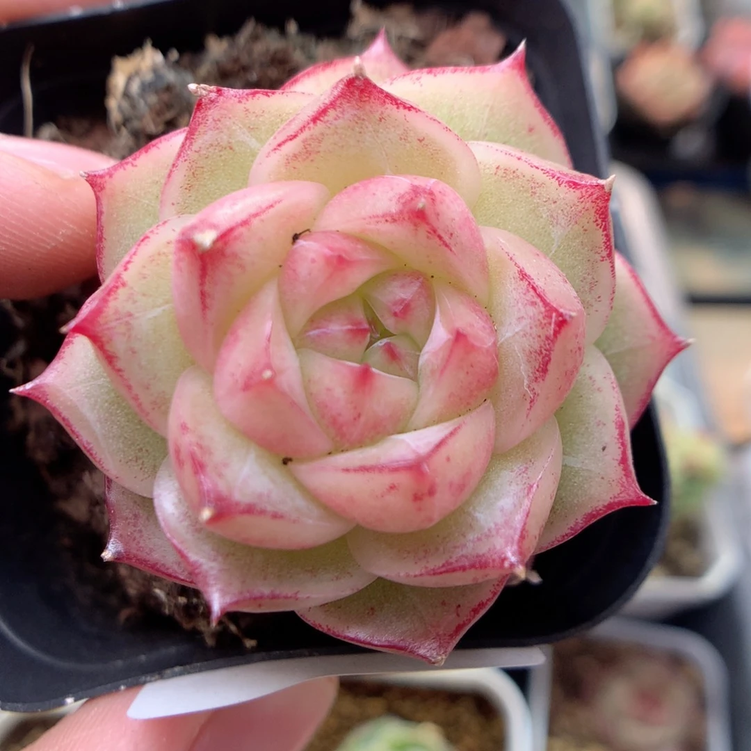 B38 ，柿子多肉20包邮，两天凑单