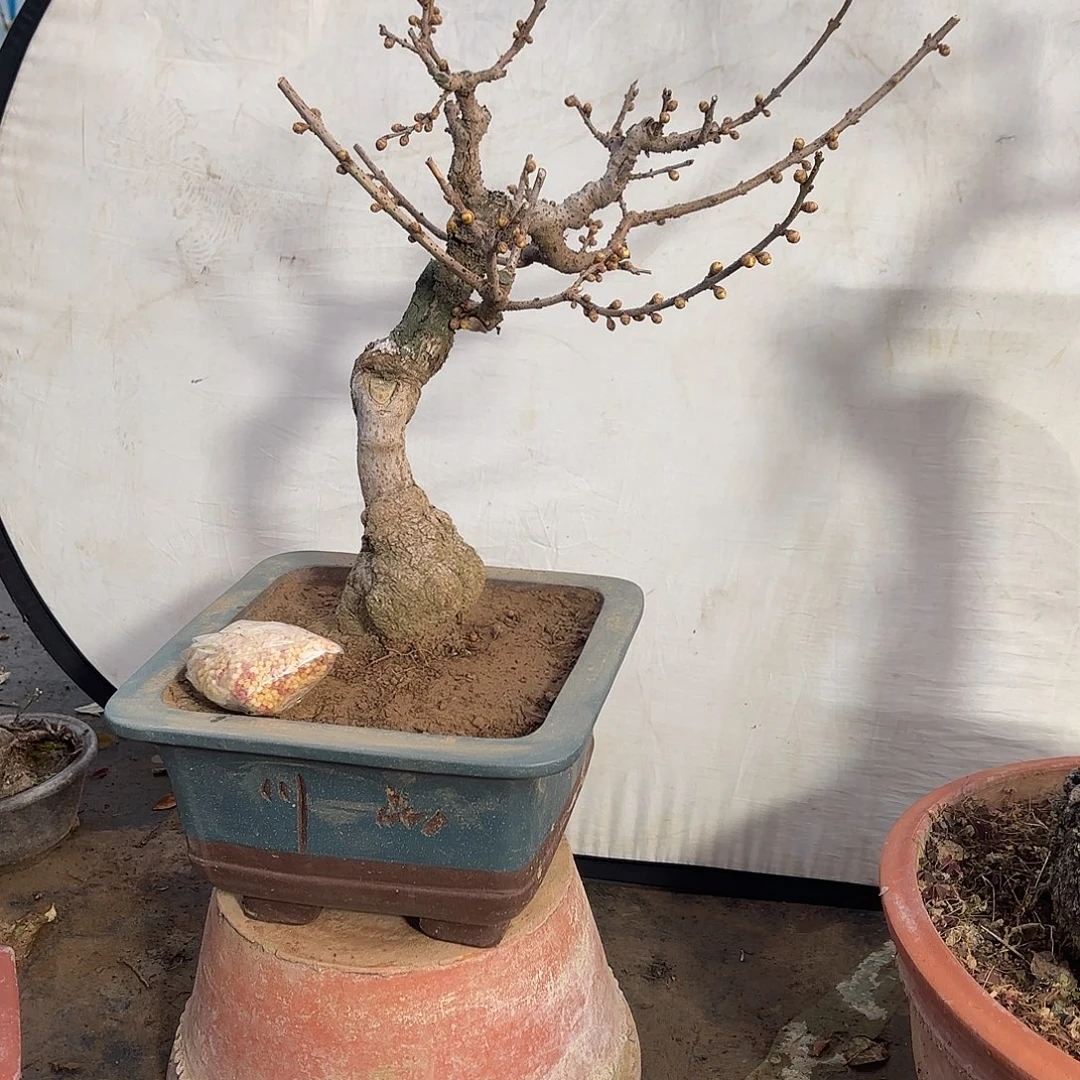 无花朵腊梅盆景造型盆栽花卉