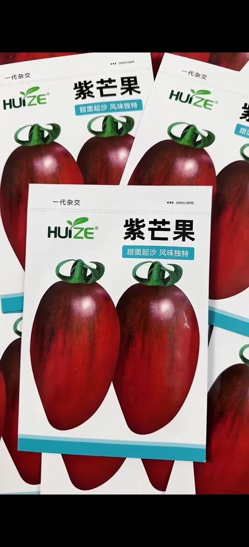 【紫芒果柿子种子】四季种植盆栽地栽阳台小院种植