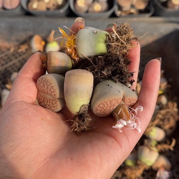 六颗单头888888888888