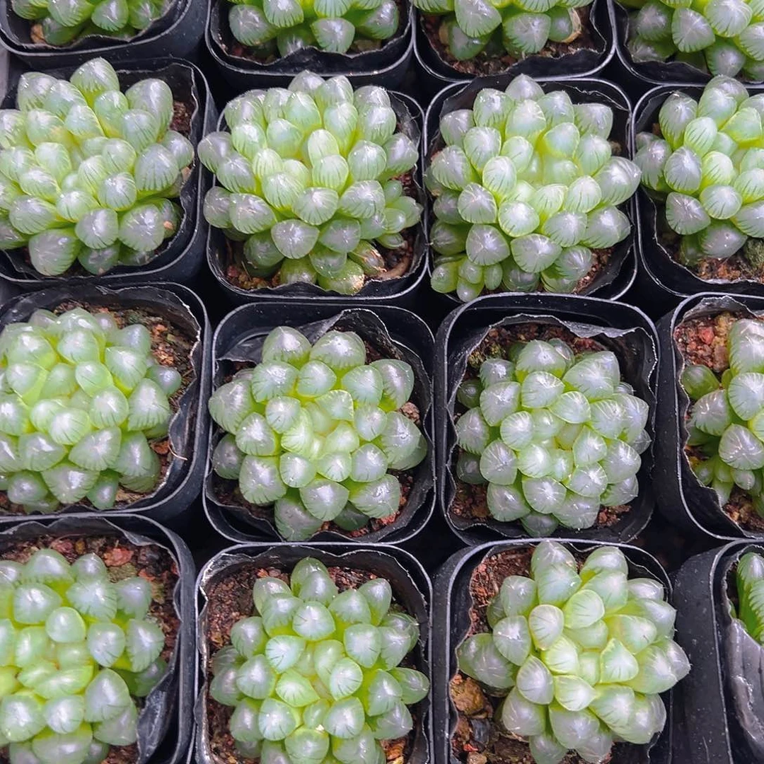 糯肌玉露多肉多肉一颗