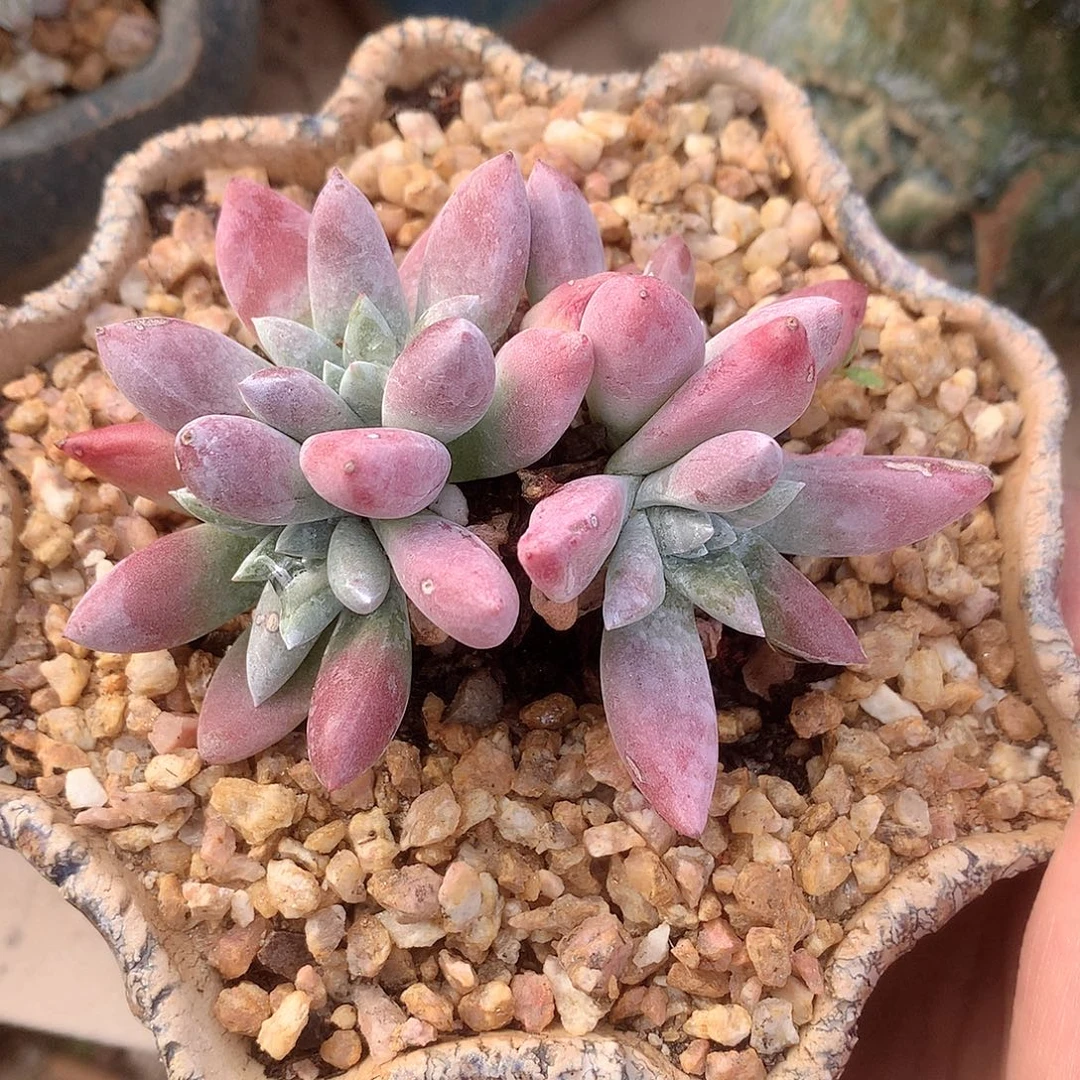 0372海瑟白菊仙女杯