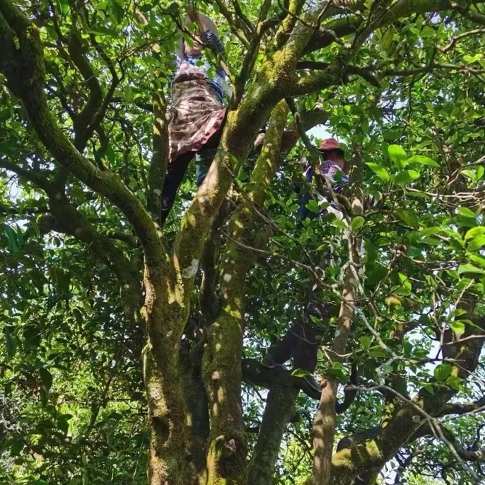 临时链接—散茶（毛爪草草）