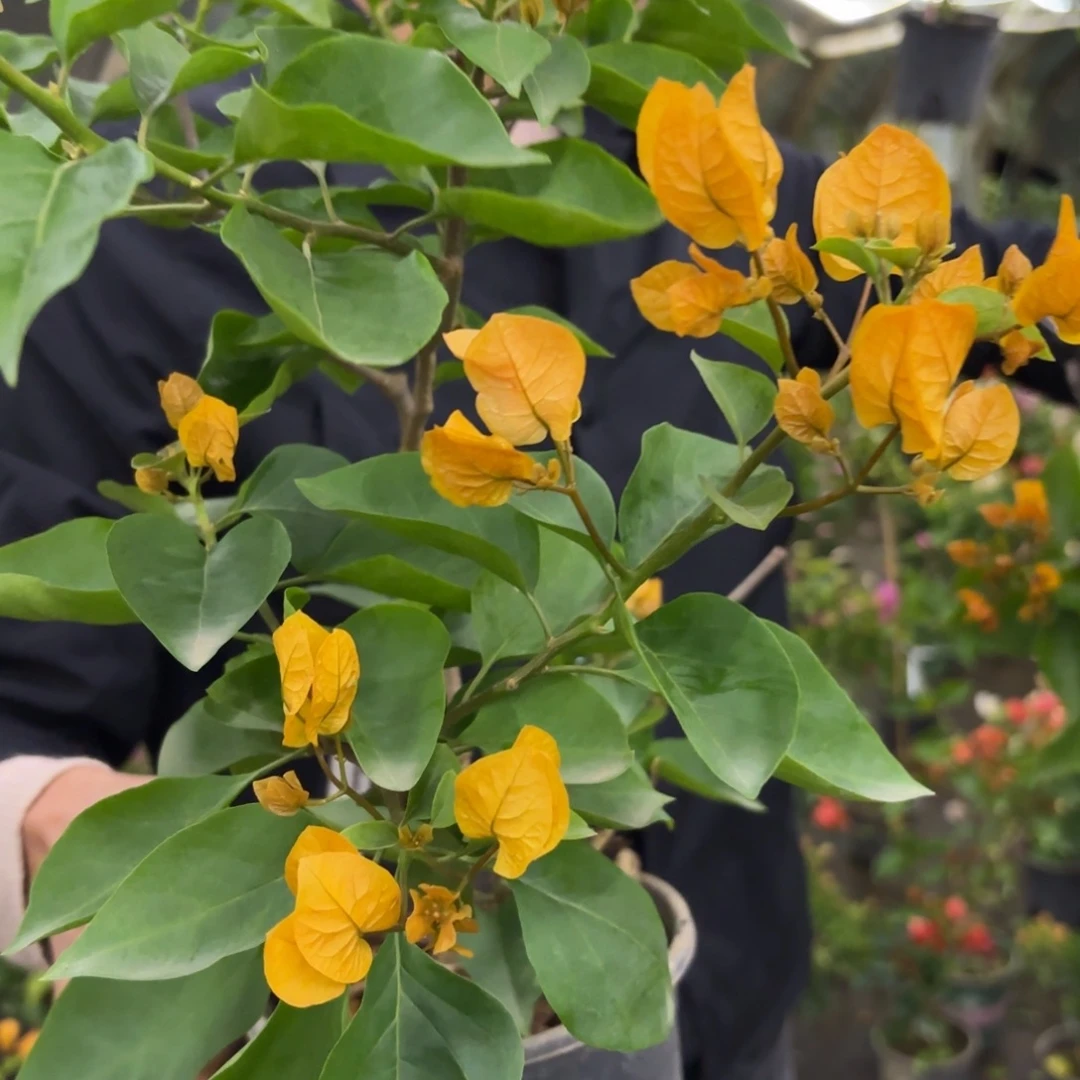 无花朵（金探戈）三角梅会掉花掉叶甚至光杆有大有小