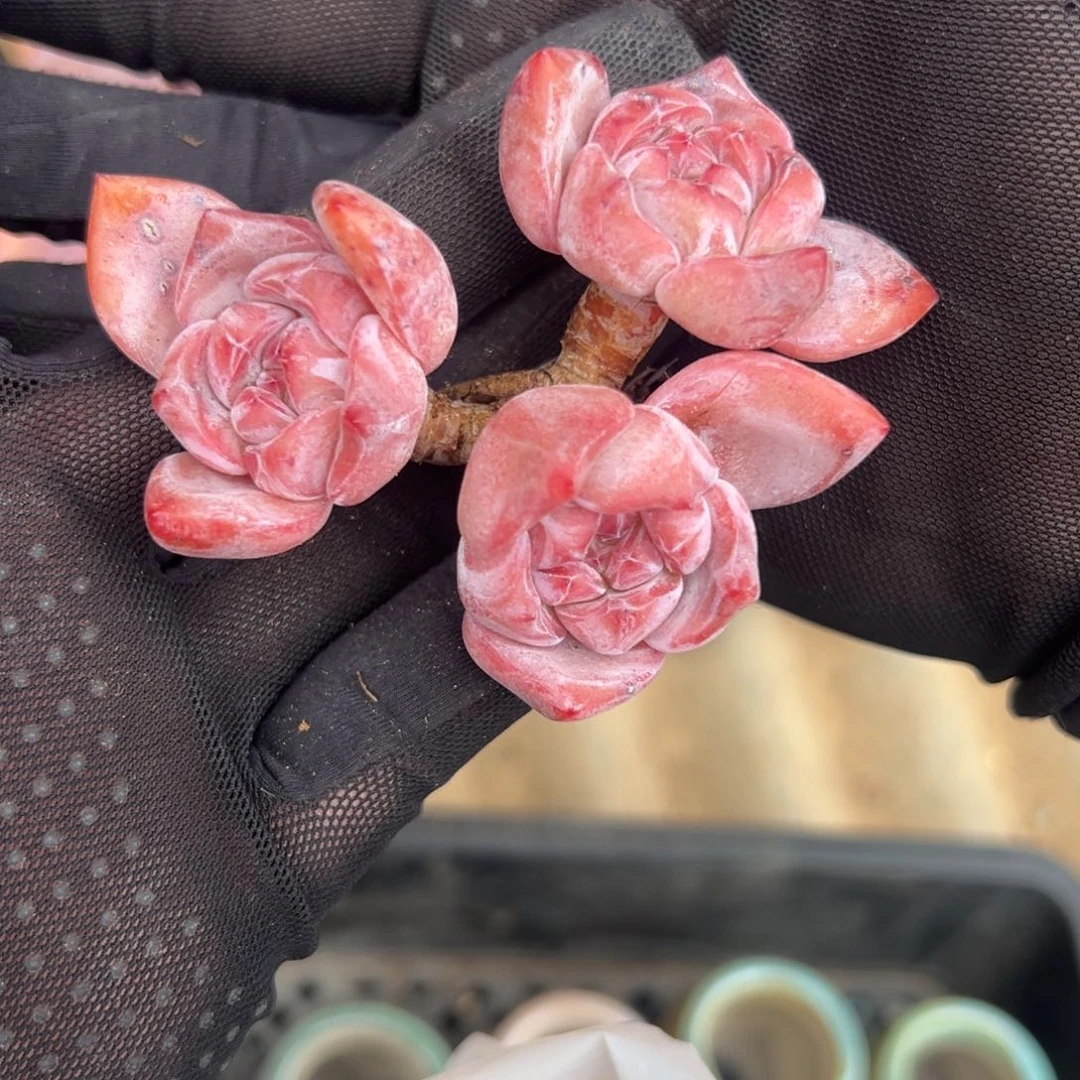 七*?三头星影老庄00000000