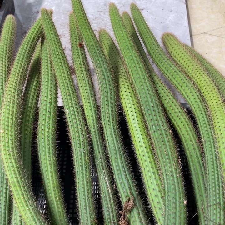 自根彩舞柱金妞30公分