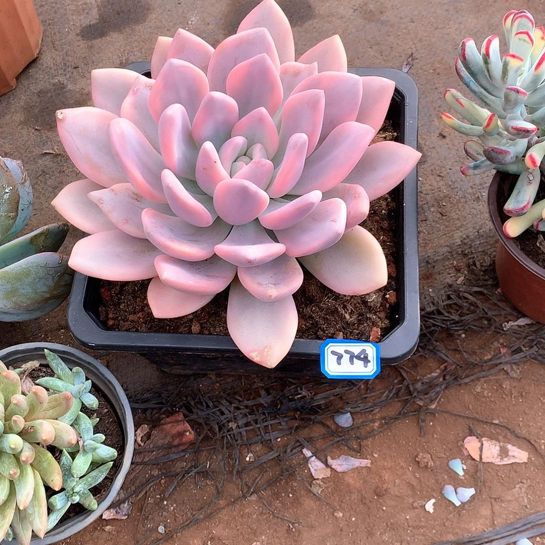 774奥普锦一物一拍多肉