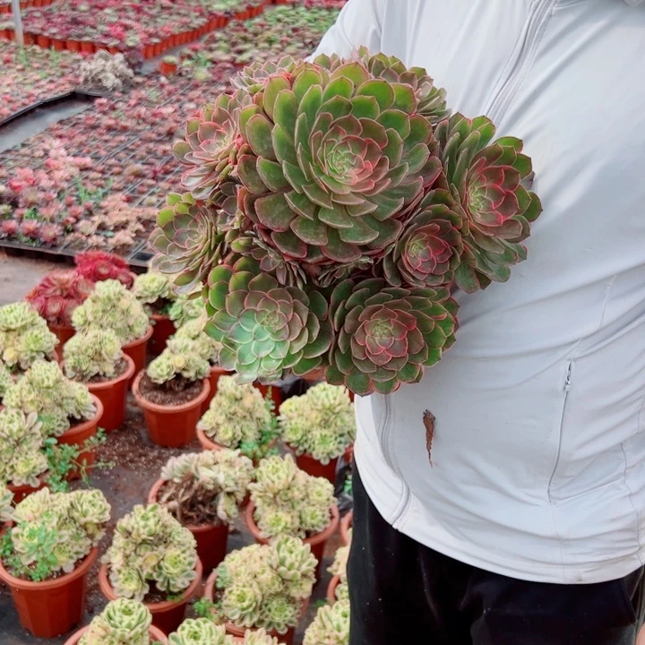 二加伦莲花座多肉法师
