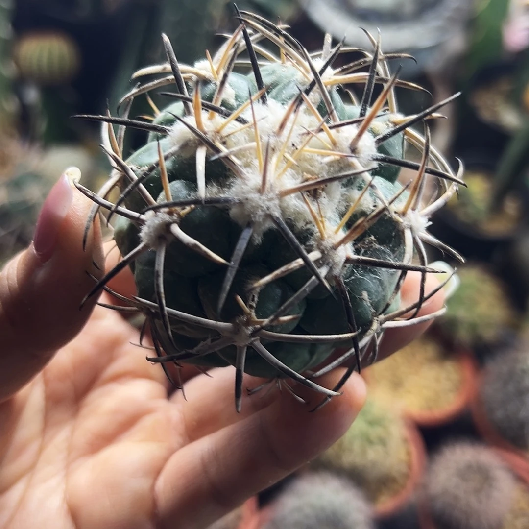 龙角冠有根仙人球6666666666