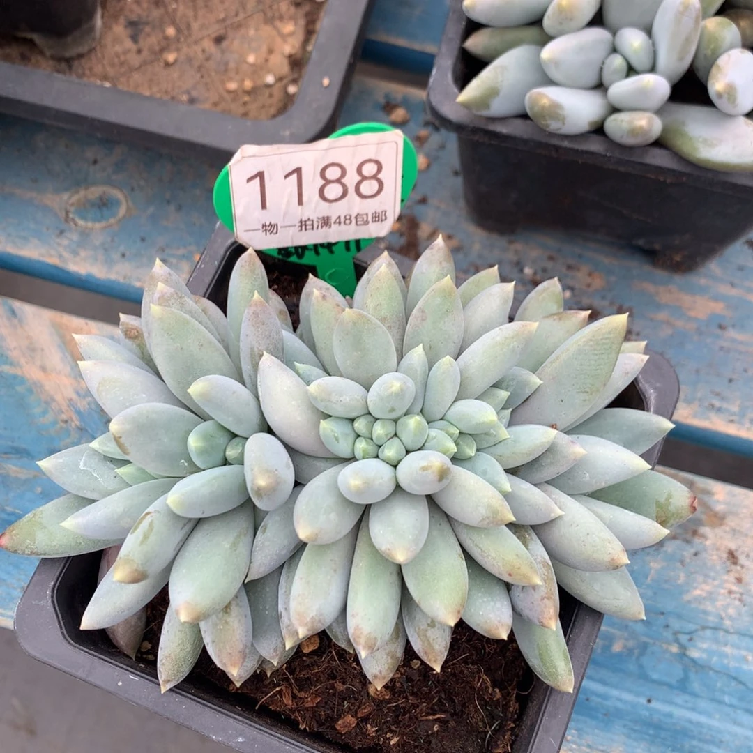 黄体哥特萝莉缀化1188