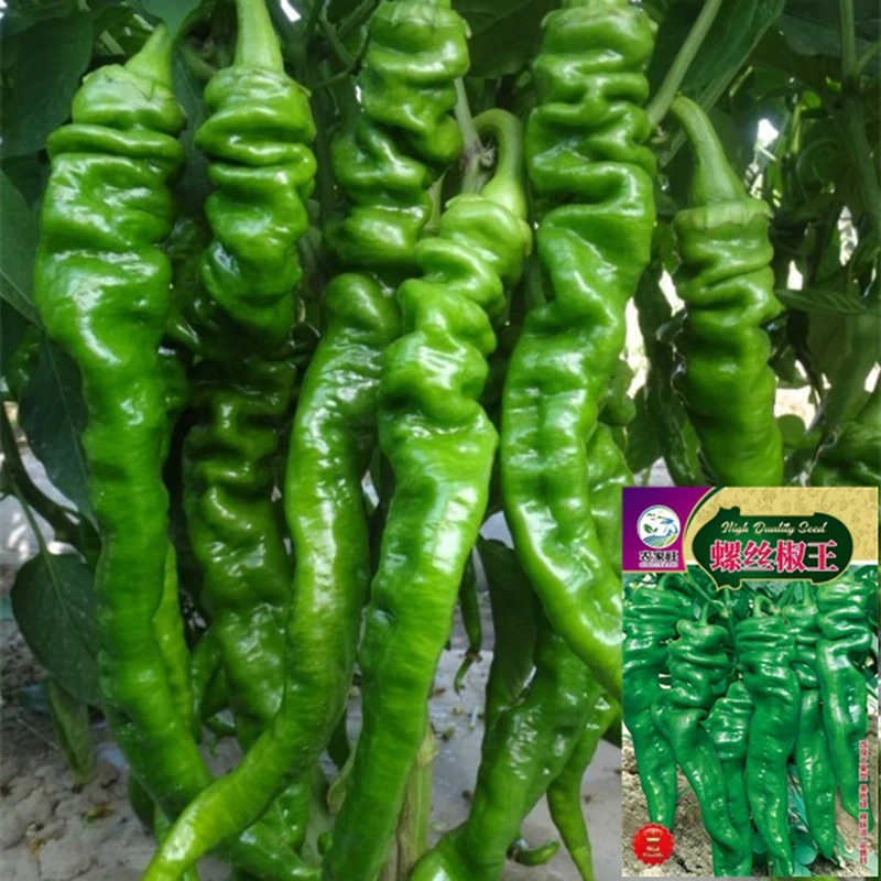 螺丝椒种子辣椒盆栽批发菜苗蔬菜特辣新鲜薄皮茄果种籽批发