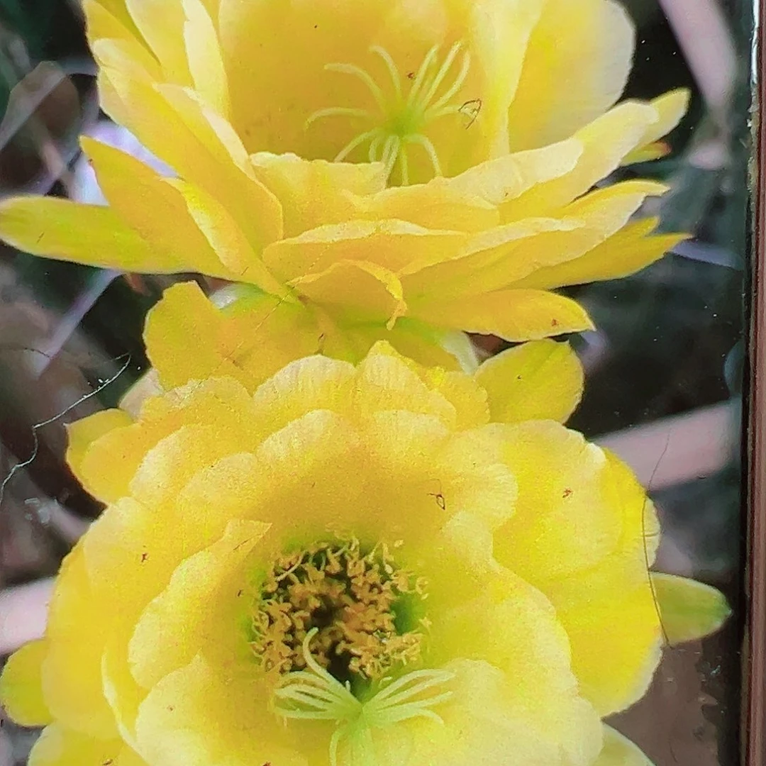 毛花柱卡迪斯侧芽 20 包邮