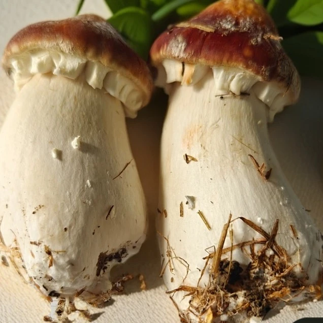 【丁书记推荐】头茬新鲜赤松茸