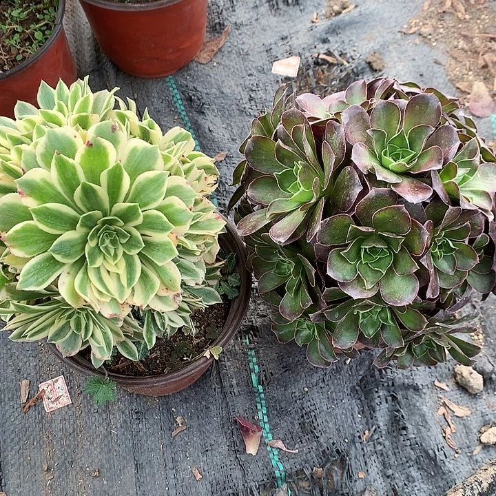 801两颗艳凝魅金多肉