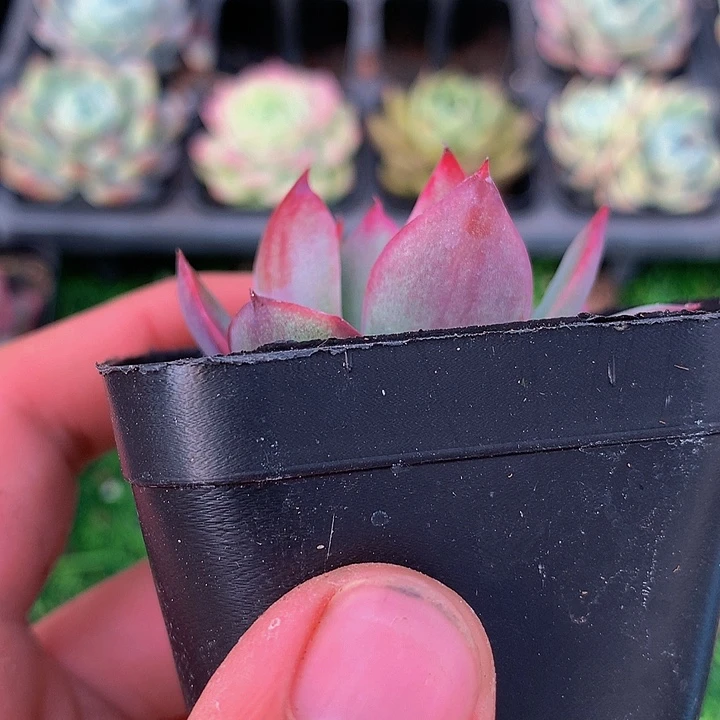 云多肉植物保温箱链接