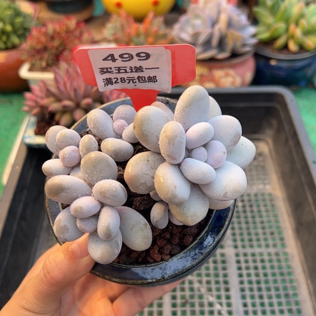 表妹精品多肉植物499.