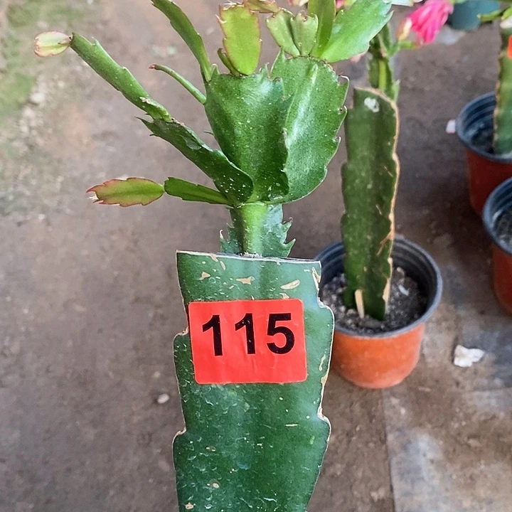 无花朵x**福083，115号新疆不包邮