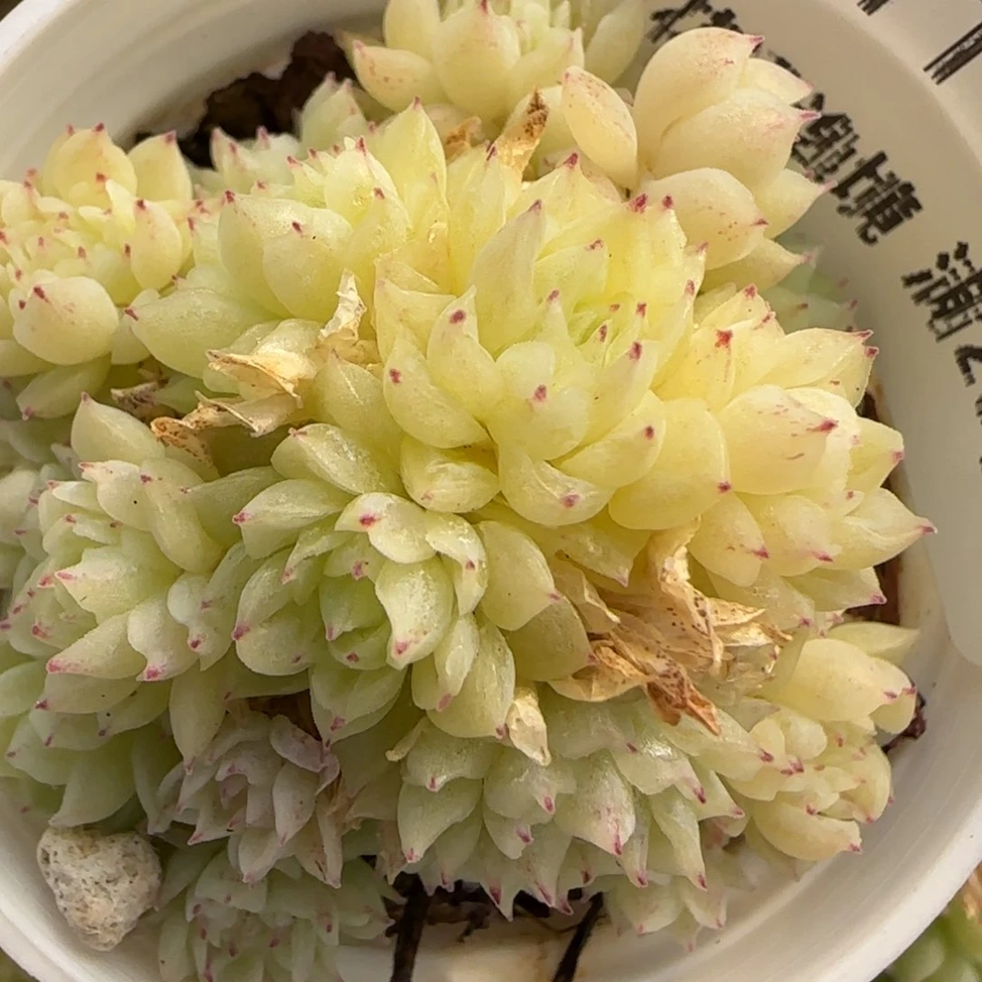 花语逸境0217-511散