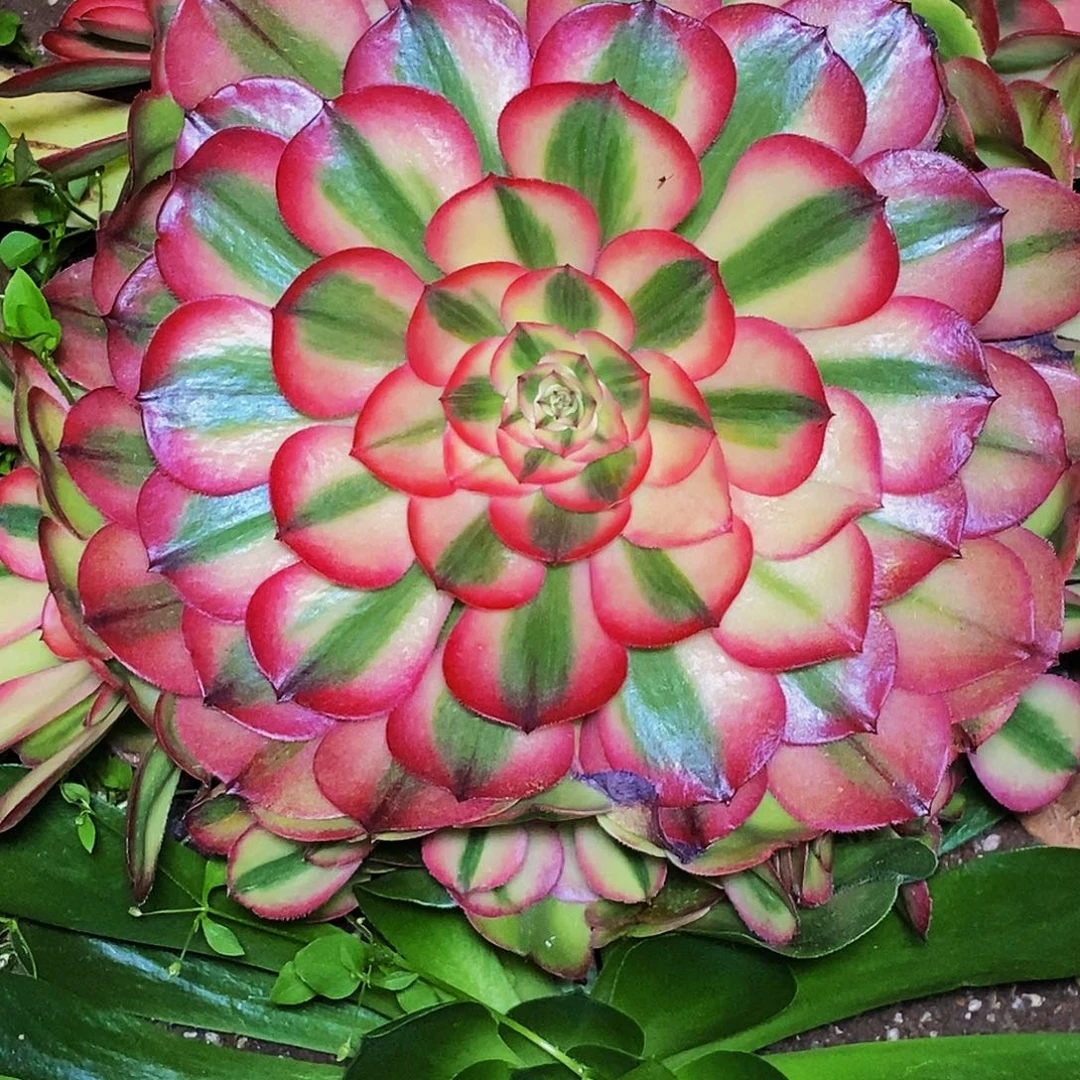 这***上古园艺多肉法师218