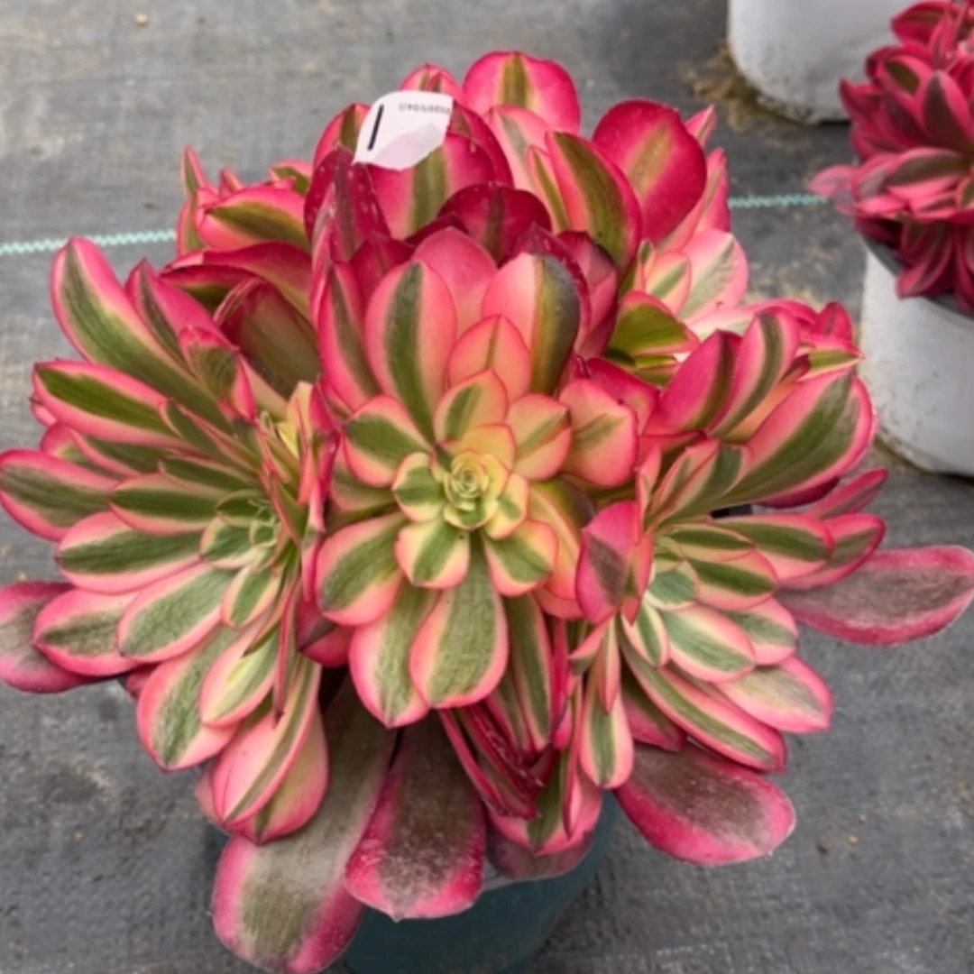 【闪购商品】1美杜沙多肉法师