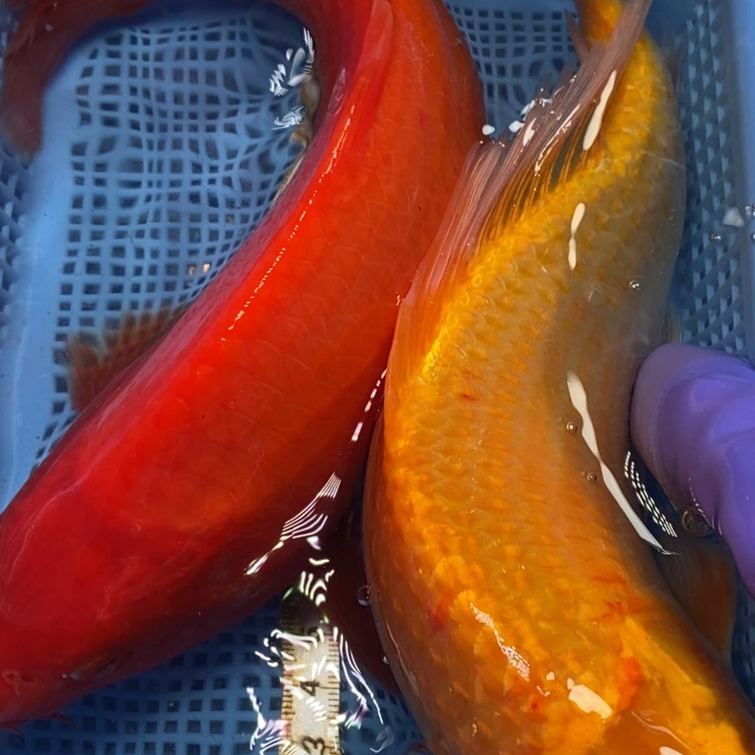 锦鲤冷水錦鯉包郵