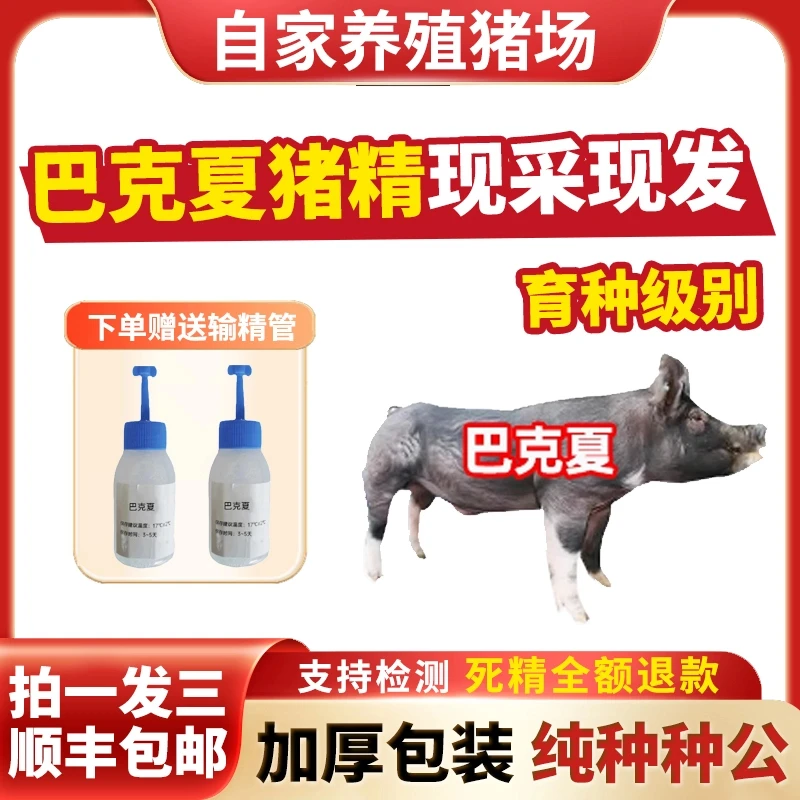 【育种级巴克夏】60ml三瓶兽用精液黑猪精母猪配种授精当天现采现发