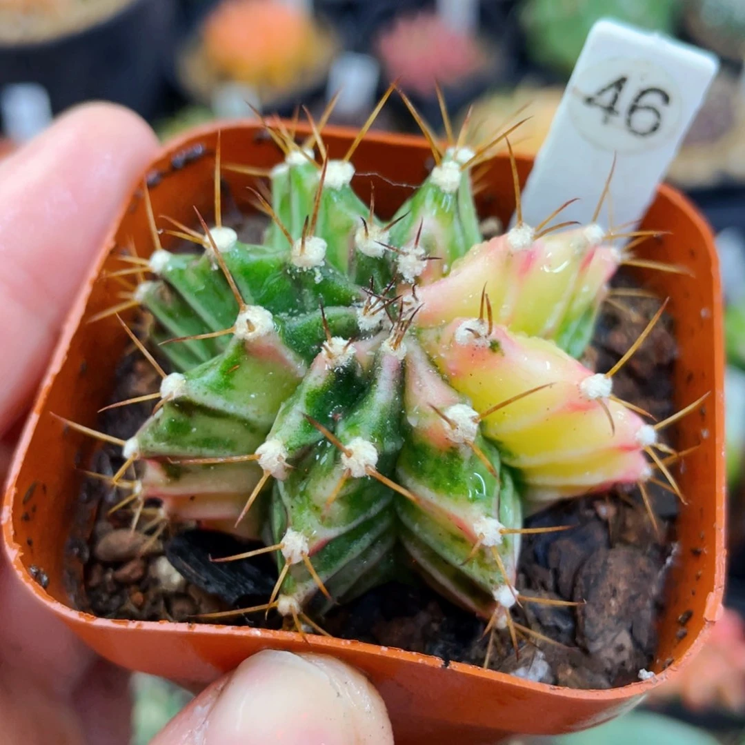 花田名品满25包邮盆5公分裸根发货