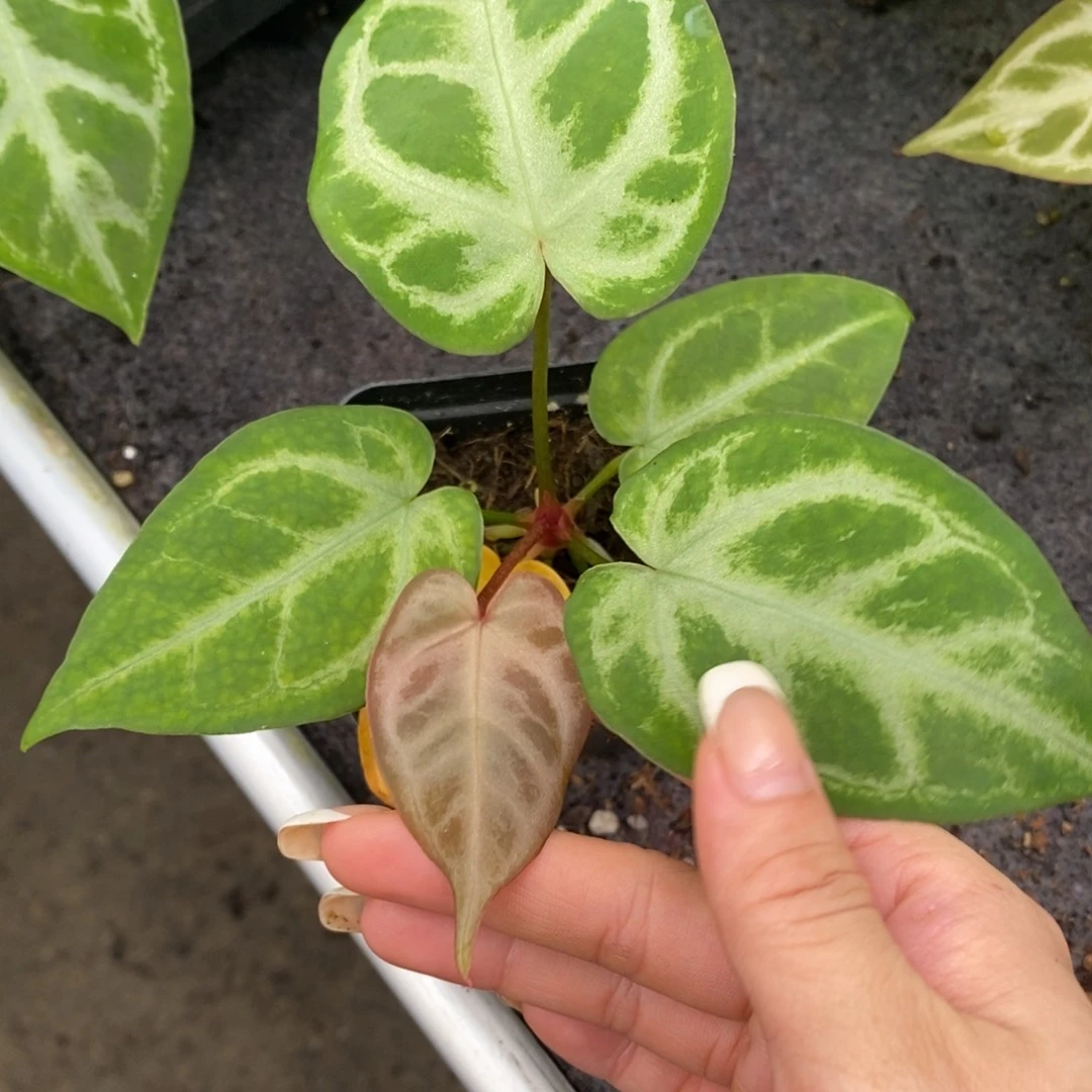 不开花植物20银刷子籽播