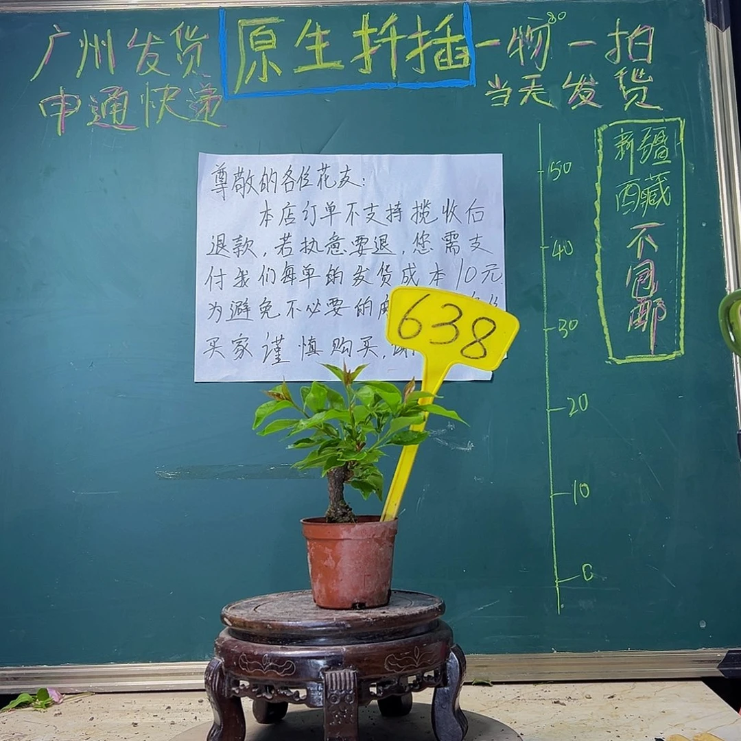 当前无花栽培后可以开花热火桑巴掌中宝 638