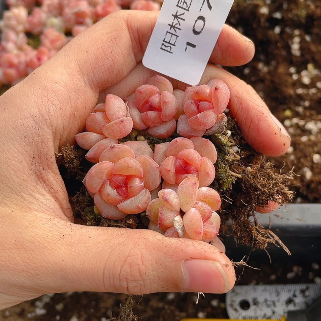 多肉植物多肉植物1071