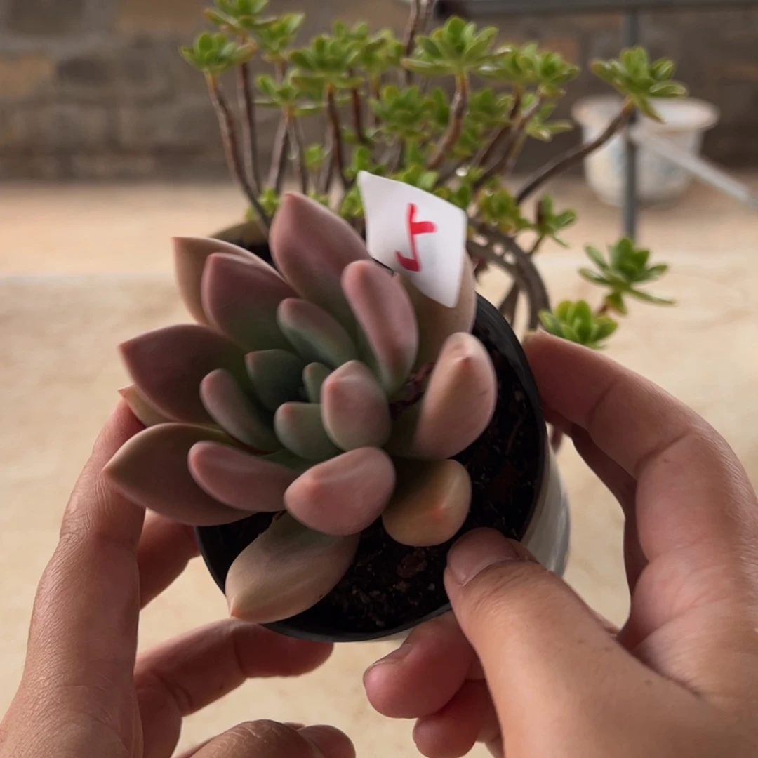 【闪购商品】5。 桃花源。 111111111