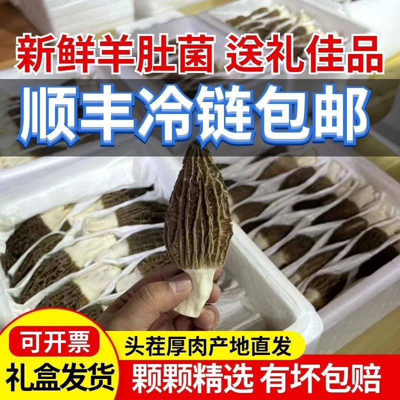 云南特产新鲜羊肚菌头茬肉厚饱满煲汤鲜美年货礼盒送礼