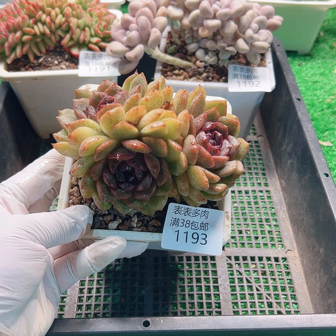 多肉一物一柏植物1193