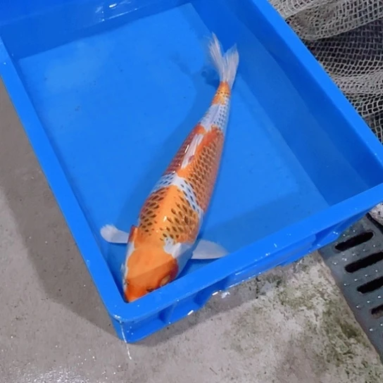 海水赤木芒果孔雀