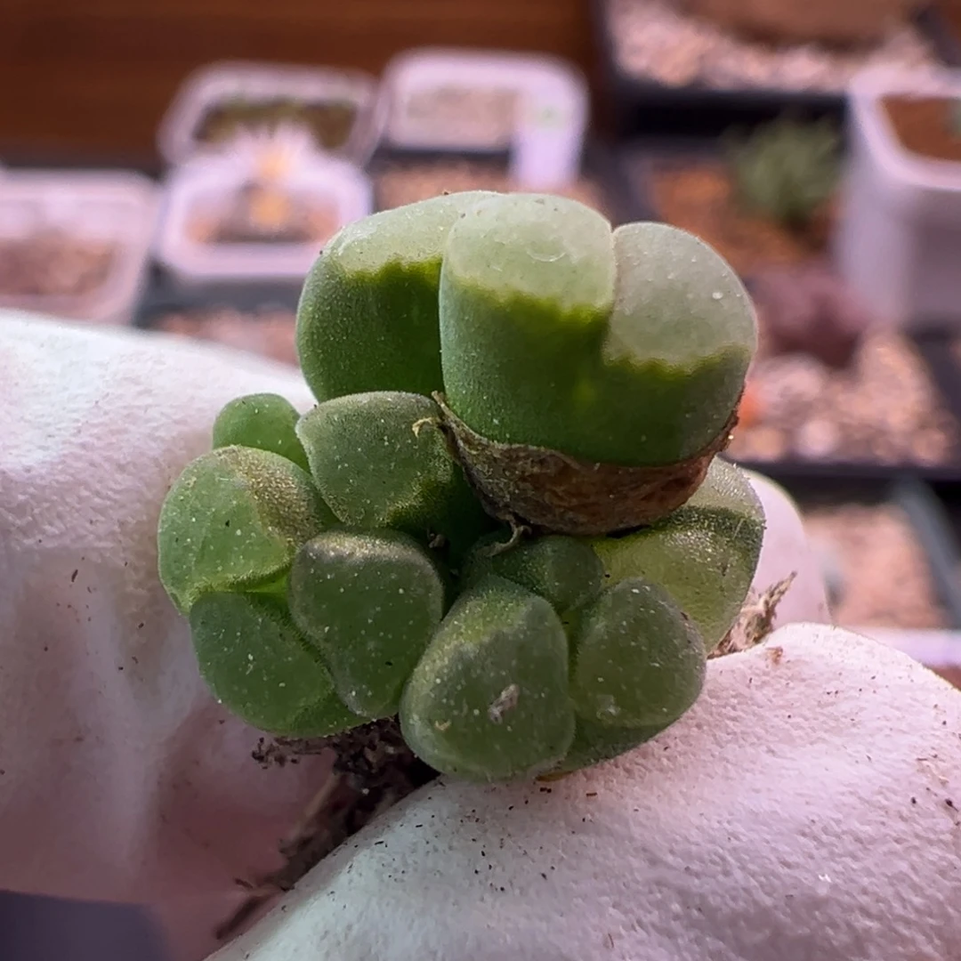 y400缀化群生特特特特特特