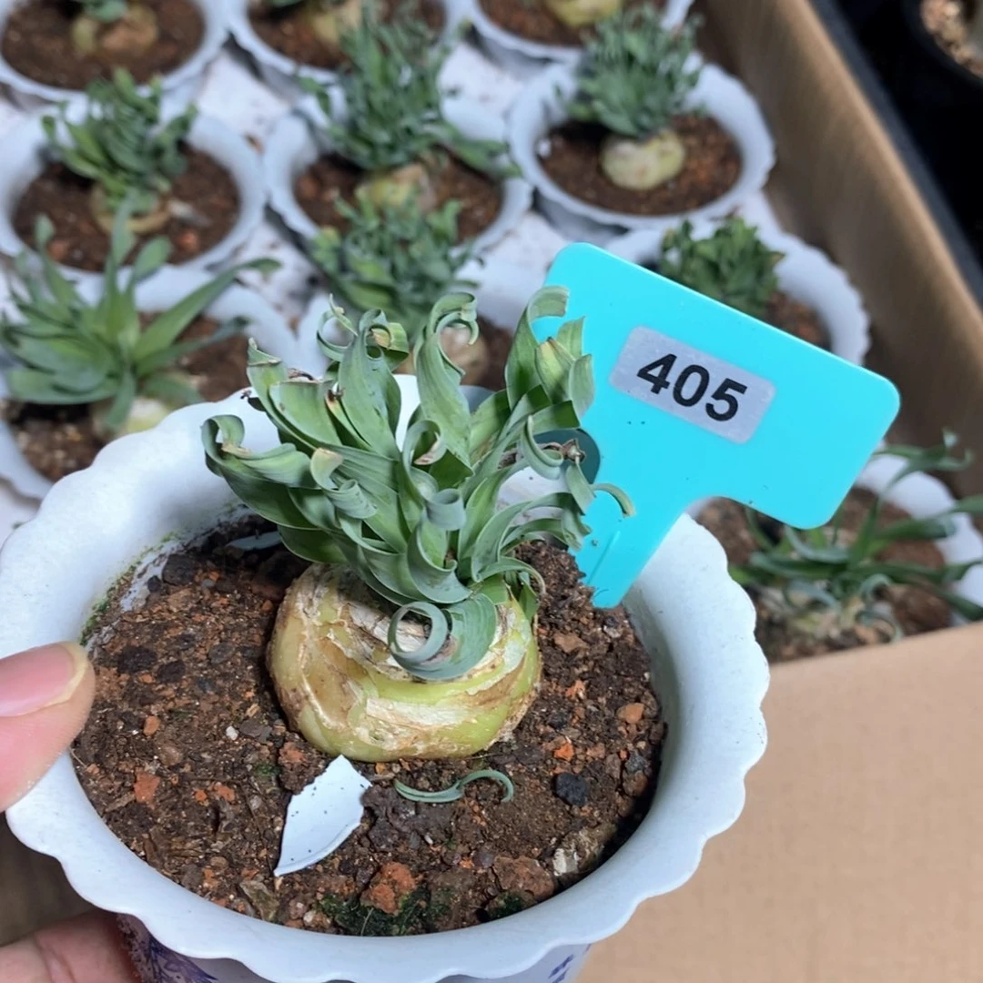 款叶弹簧草多肉植物