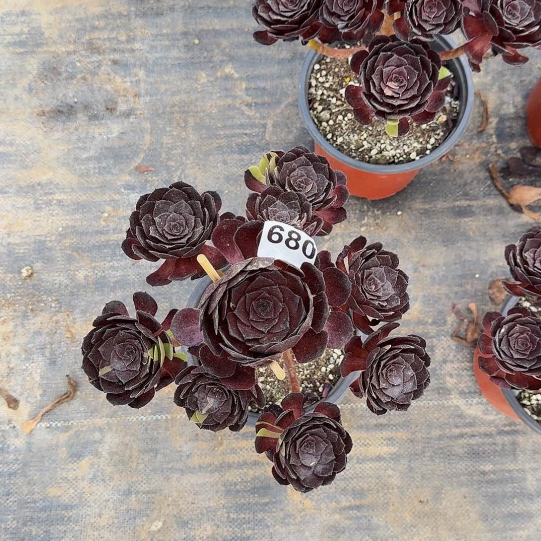 680黑骑士半木质桩