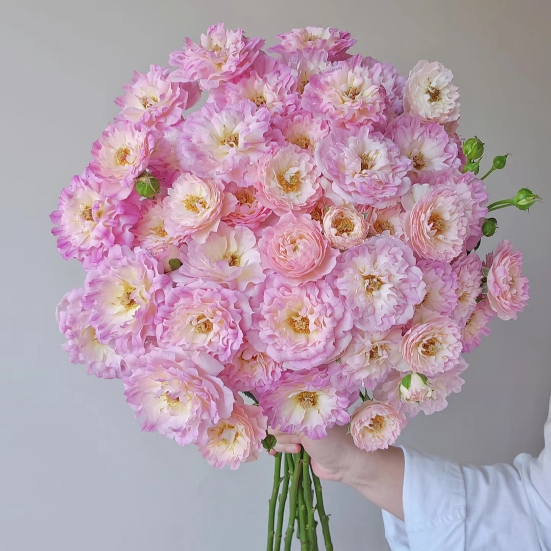 【梦幻海葵多头玫瑰花】浪漫使者—昆明鲜花（顺丰包邮）云南a级玫瑰