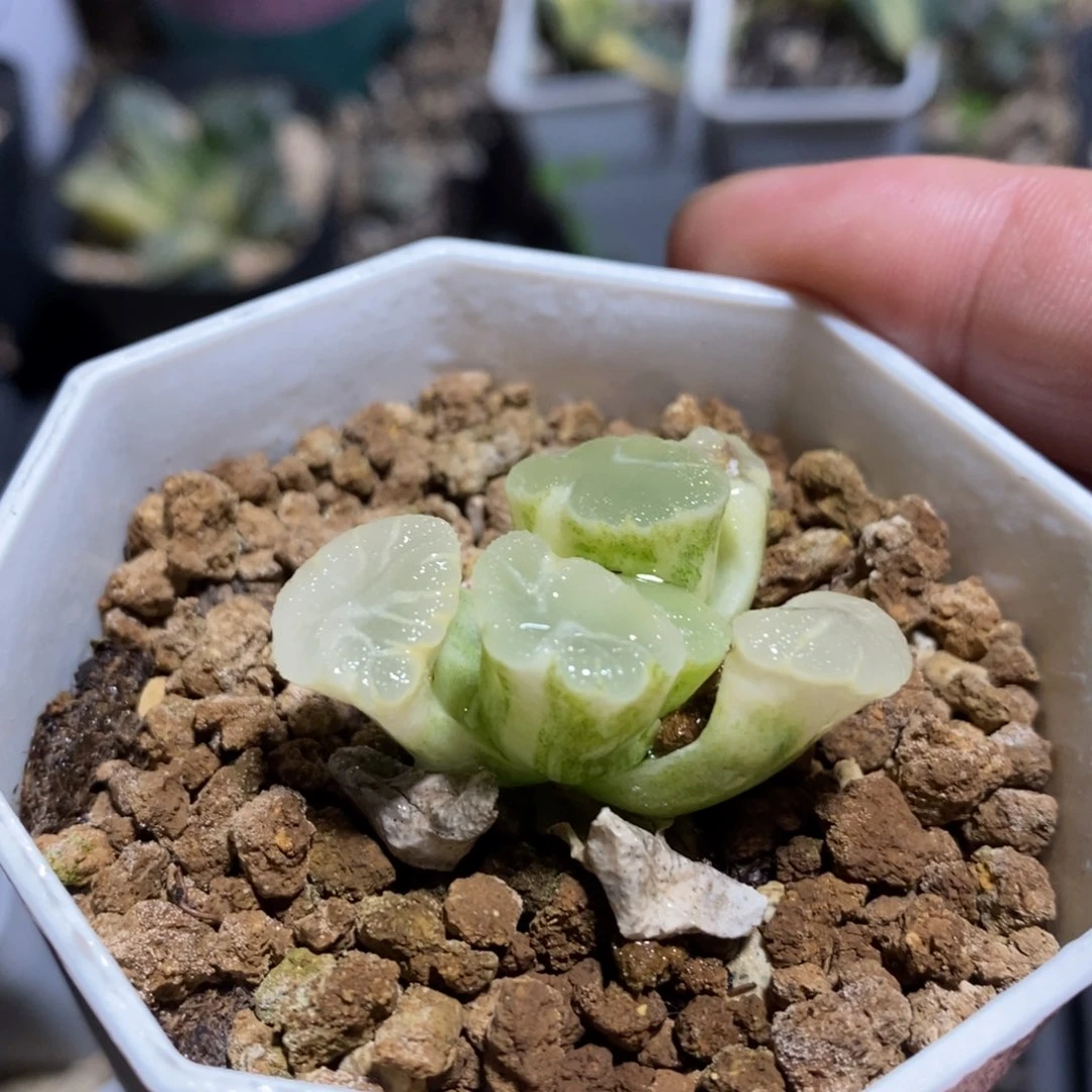 一颗万象锦 元旦福利