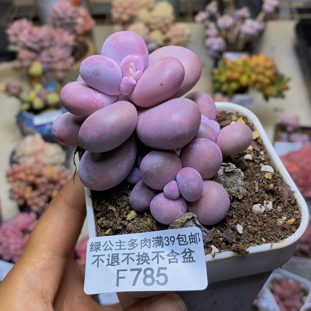 785橙奶多肉肉7c m