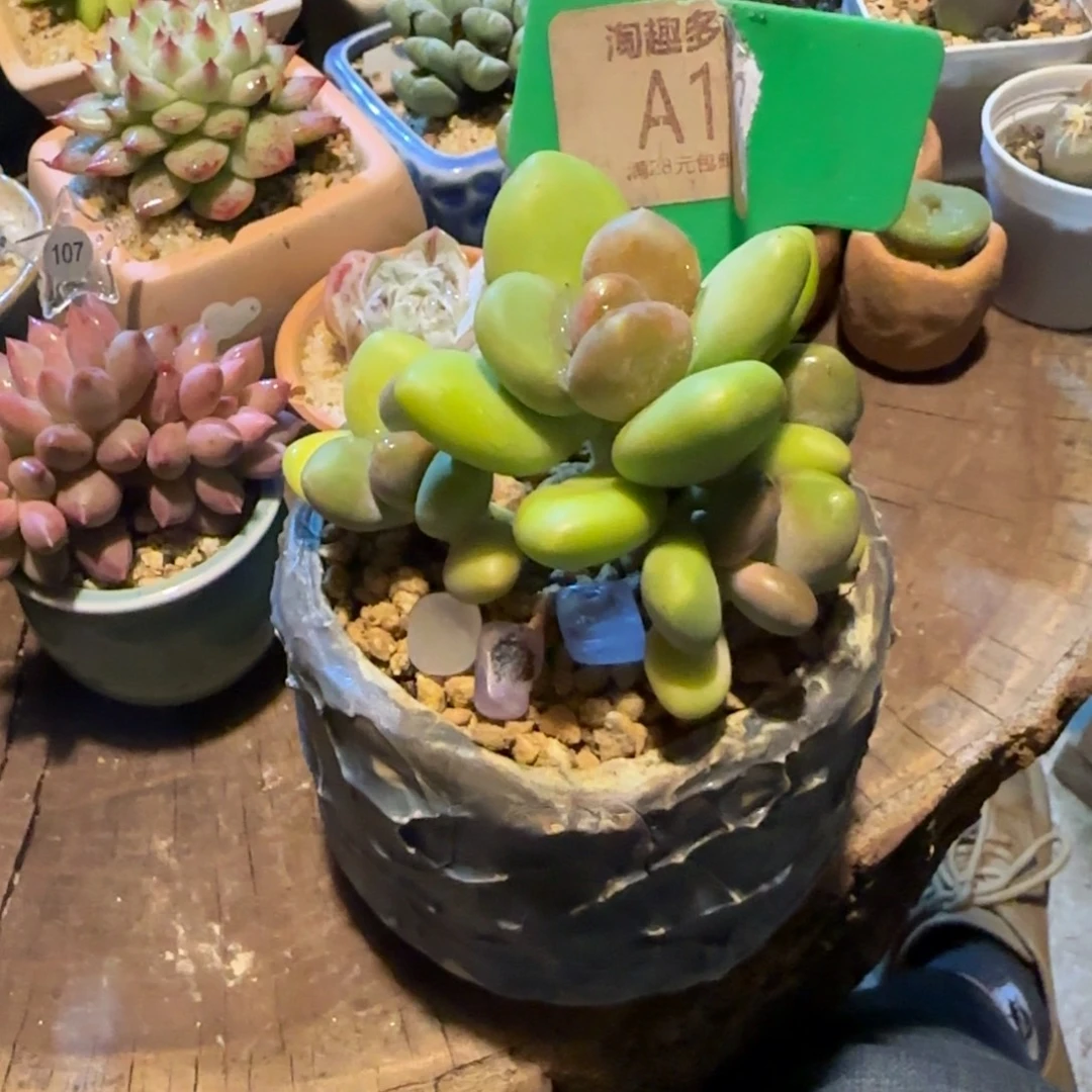安***鱼多肉，植物芒果奶，求生老庄