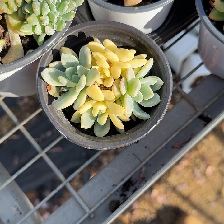 青蛙王子儿童牙膏11