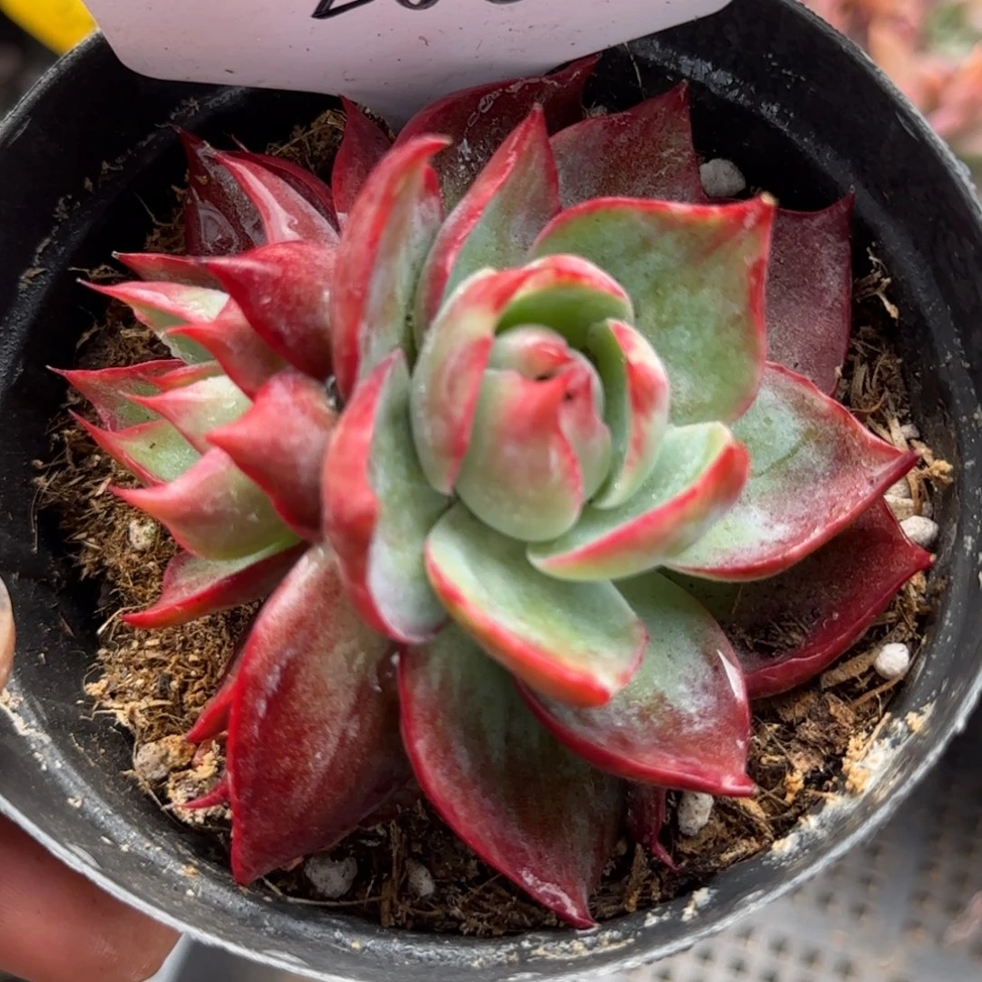 惊鸿一物一拍包装收缩花旱288