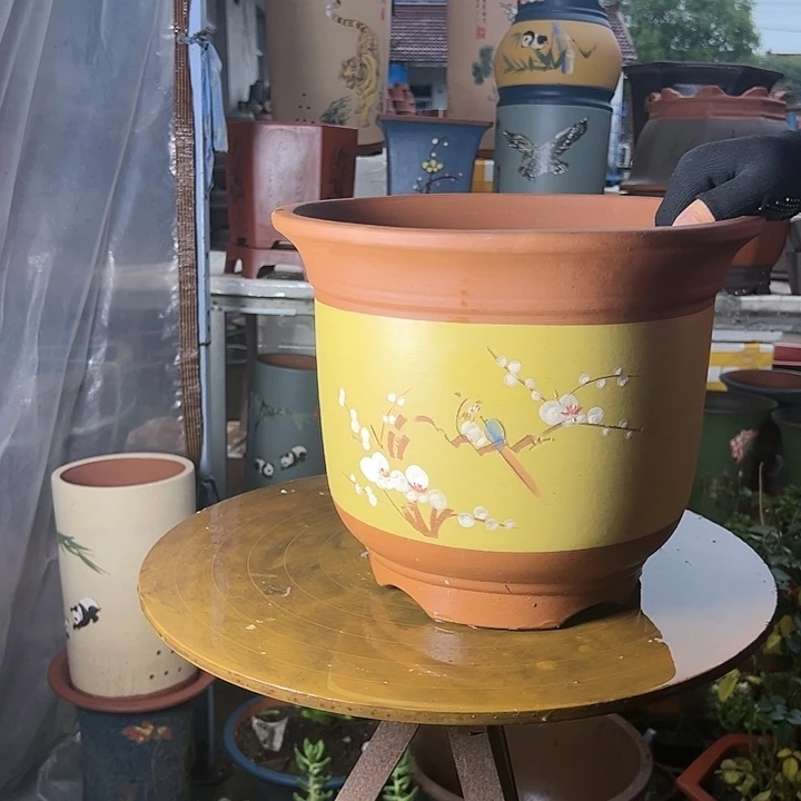 30黄色点菜金钟花盆花盆