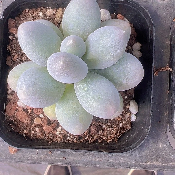 香水奶酪精品多肉植物