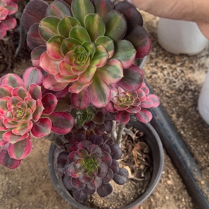 花蝴蝶多肉植物033