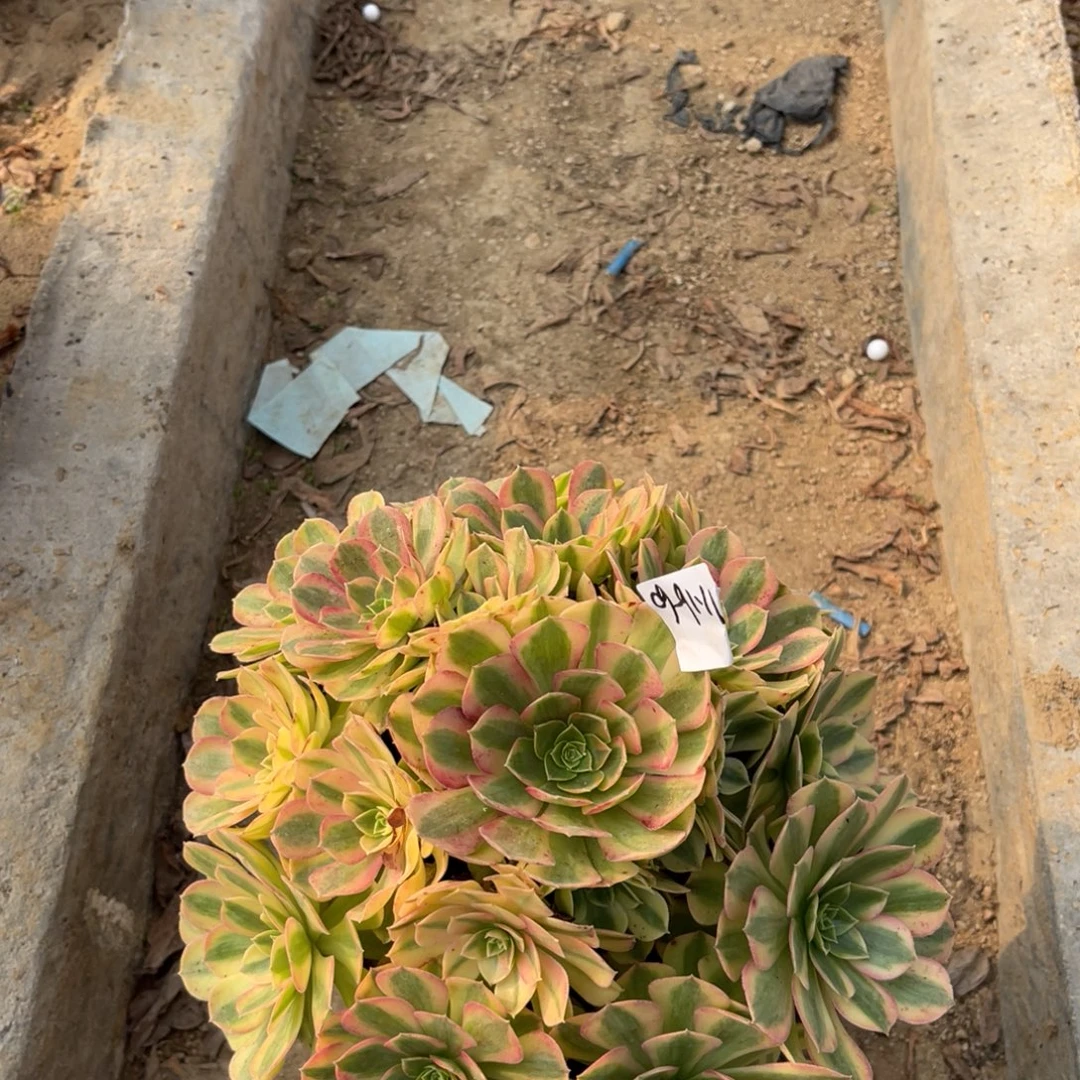 李***子11-16-60雨荷法师锦多肉