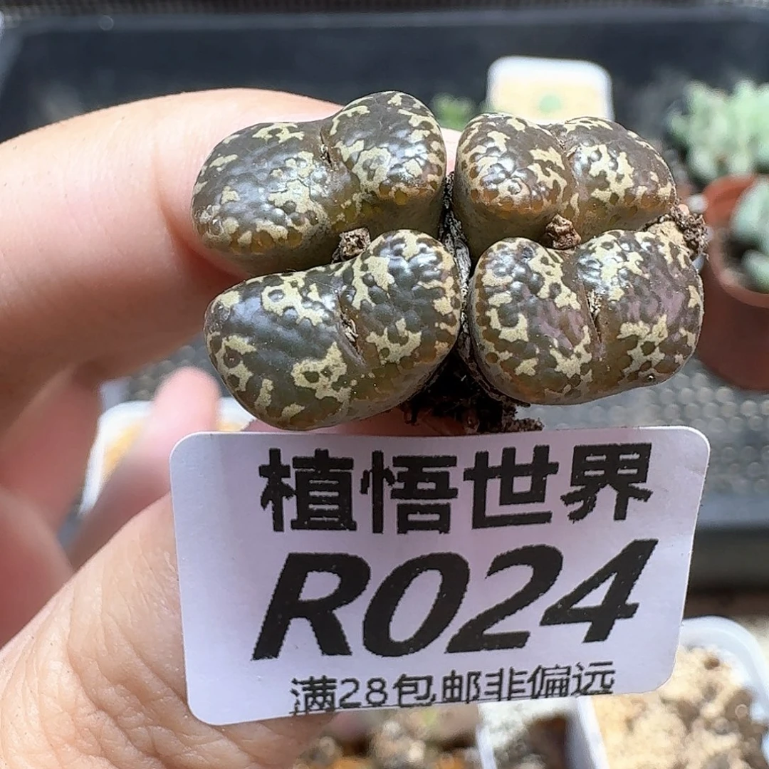 多肉植物的润泽地c