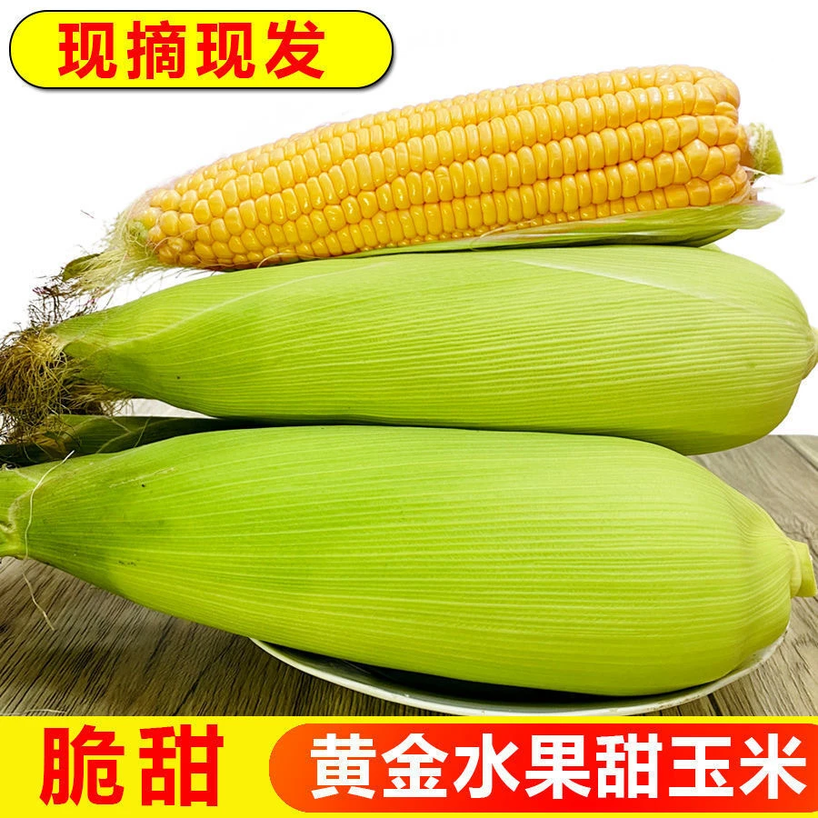 安徽砀山新鲜现摘白甜糯玉米棒带壳带叶露天种植当季美味