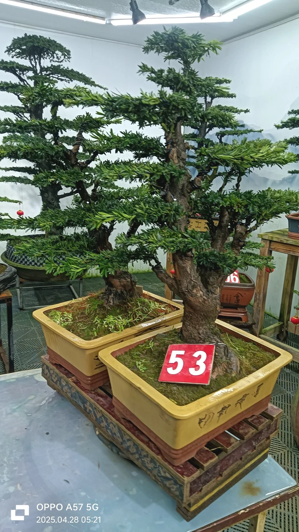 罗汉松盆景艺术造型美观南方北方都好养